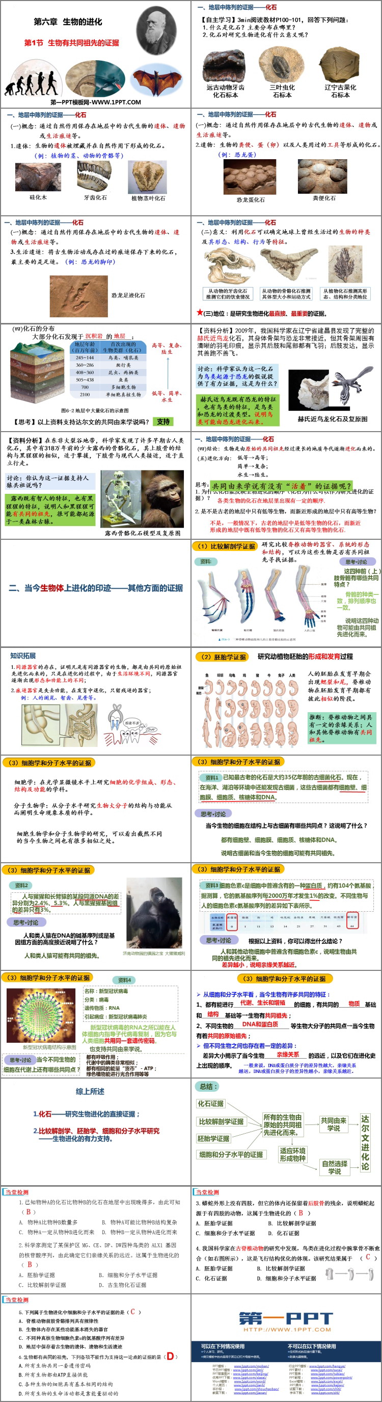 《生物有共同祖先的证据》生物的进化PPT课件下载