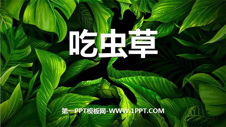 《吃虫草》PPT下载
