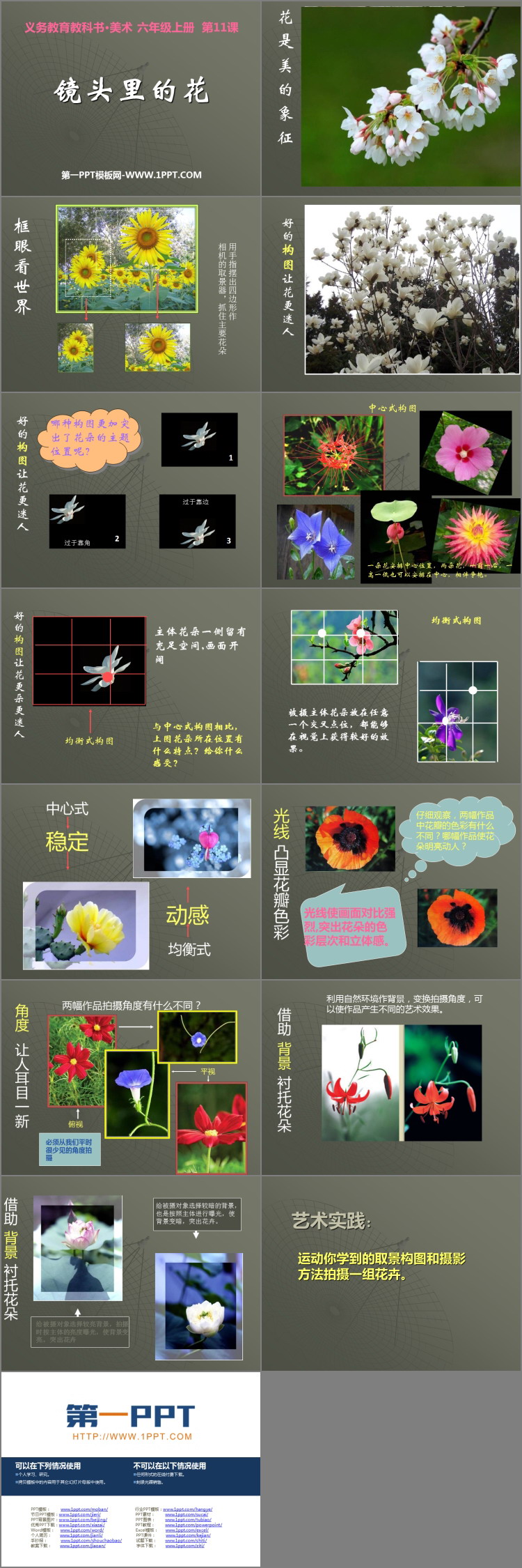 《镜头里的花》PPT下载