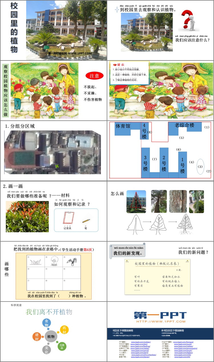 《校园里的植物》PPT课件下载