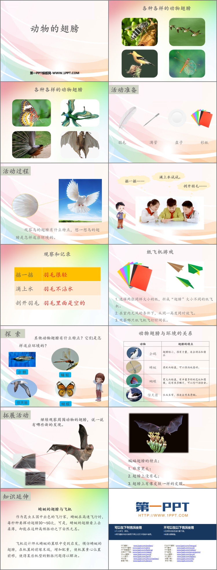 《动物的翅膀》PPT下载