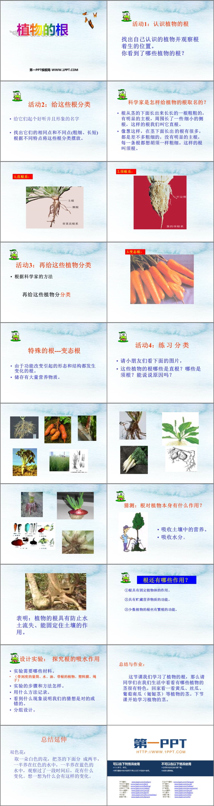 《植物的根》PPT教学课件