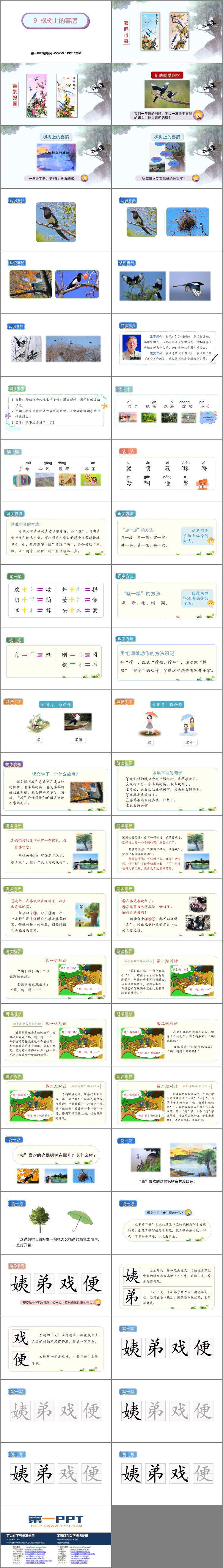 《枫树上的喜鹊》PPT课文课件下载