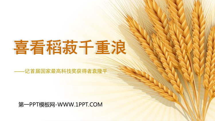 《喜看稻菽千重浪》PPT课件下载
