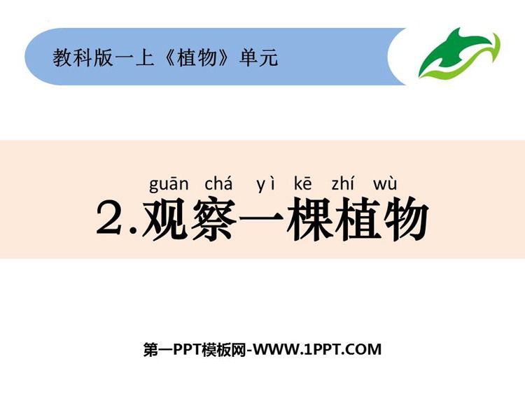 《观察一棵植物》PPT教学课件下载