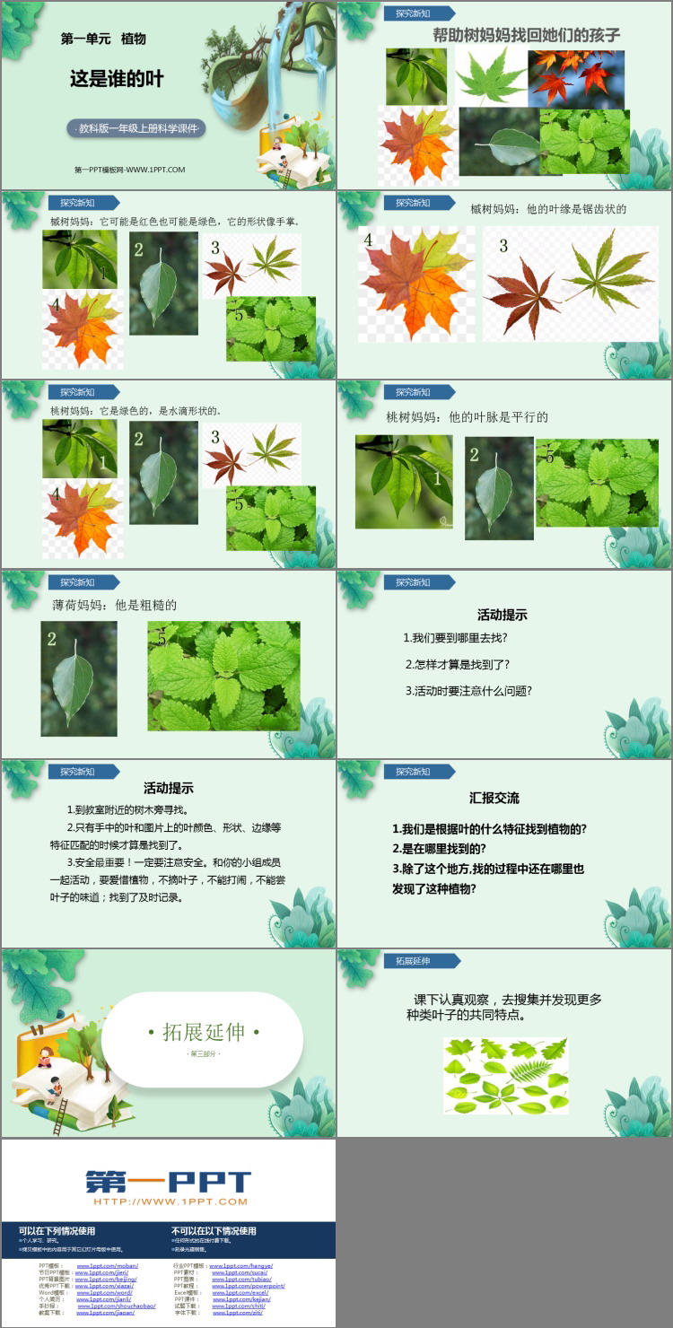 《这是谁的叶?》PPT优秀课件