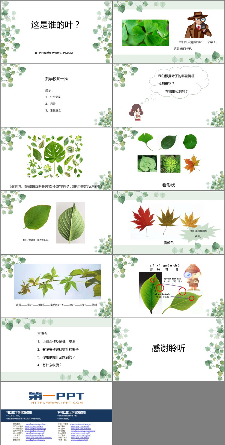 《这是谁的叶?》PPT免费下载