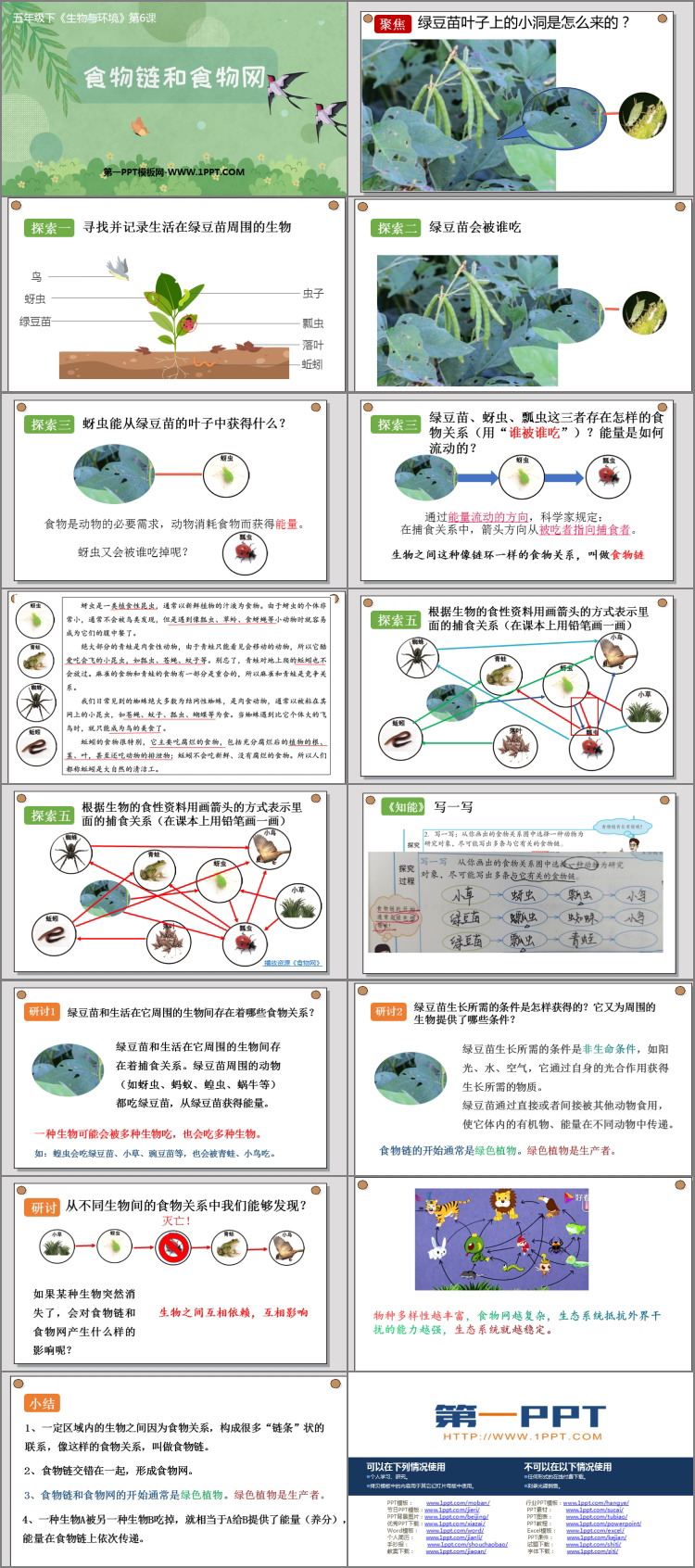 《食物链和食物网》PPT教学课件