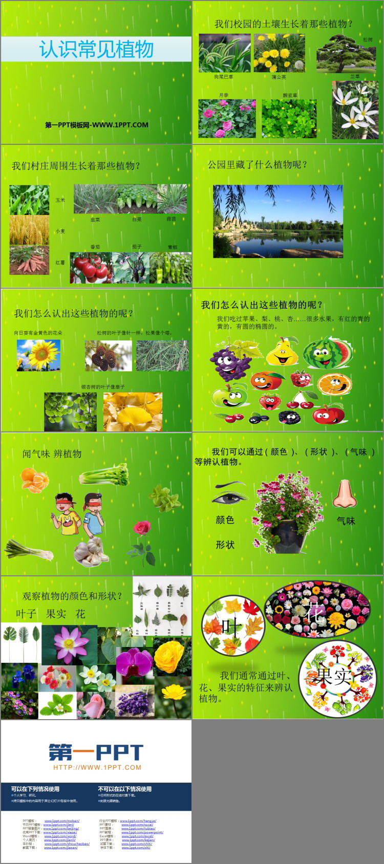 《认识常见植物》PPT教学课件