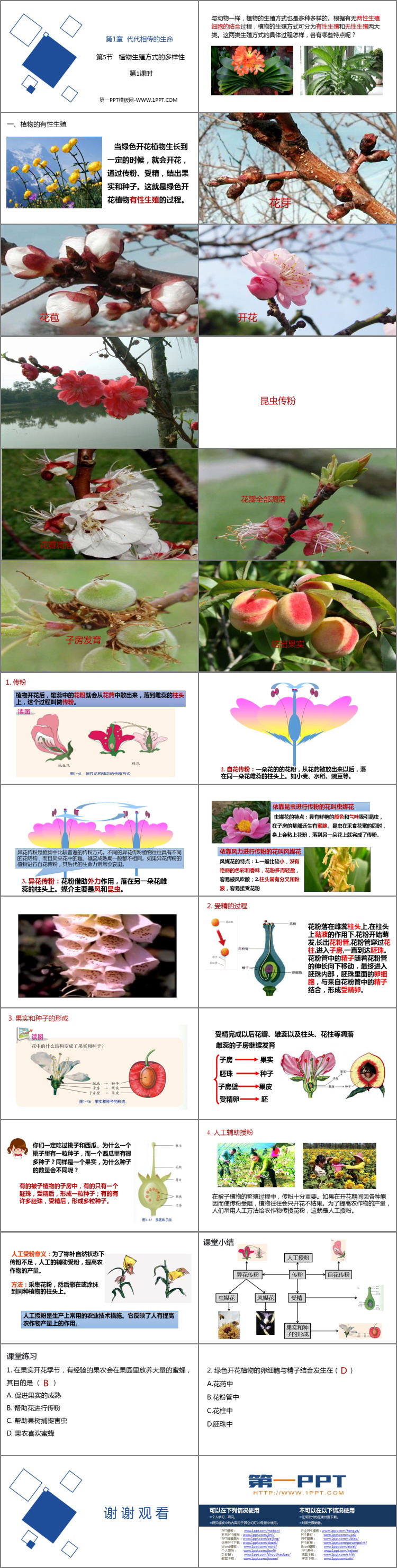 《植物生殖方式的多样性》PPT教学课件(第1课时)