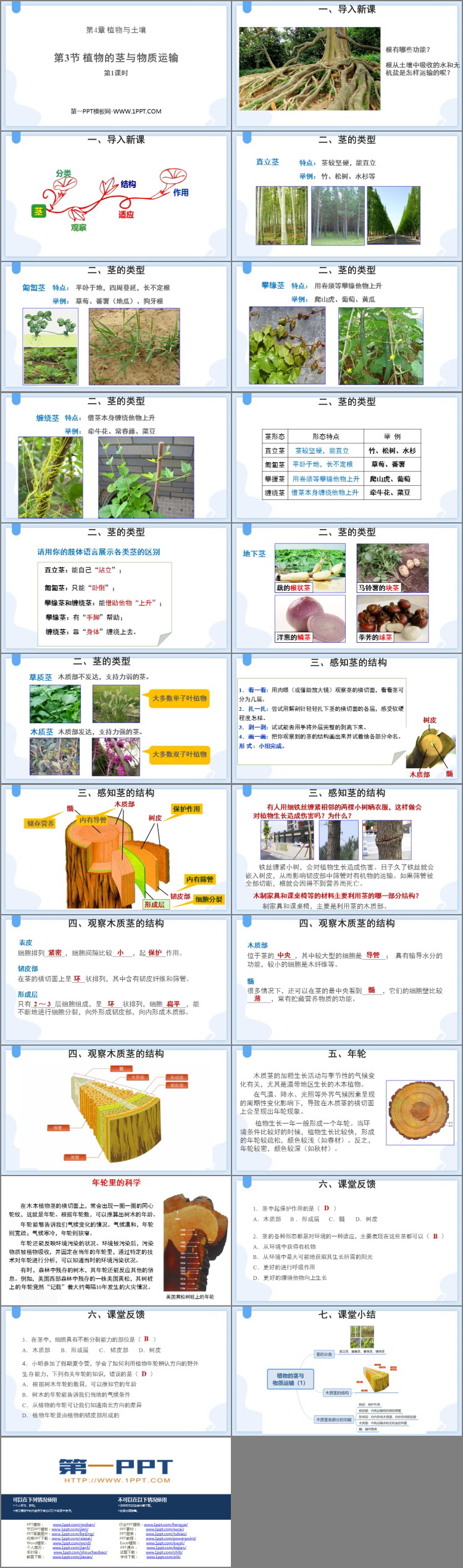 《植物的茎与物质运输》PPT下载(第1课时)