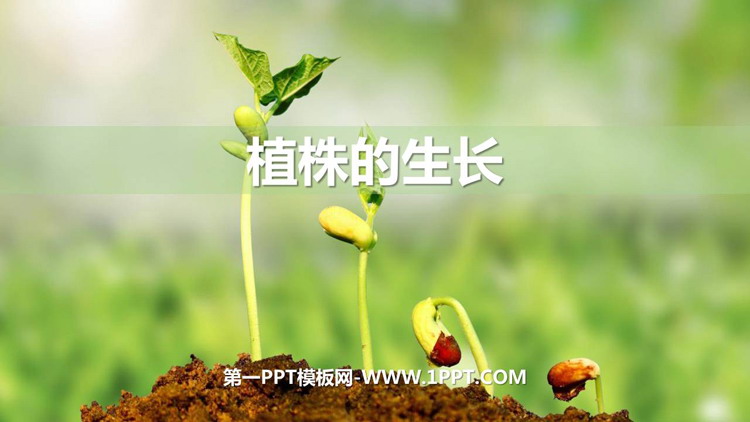 《植株的生长》PPT优质课件