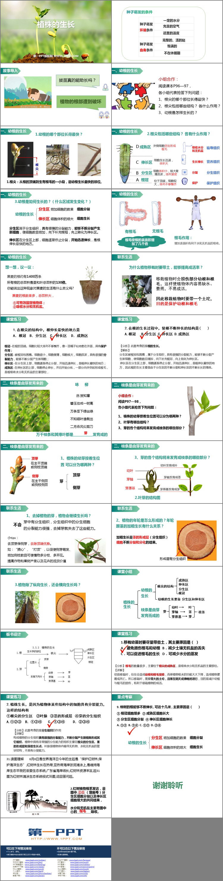 《植株的生长》PPT优质课件