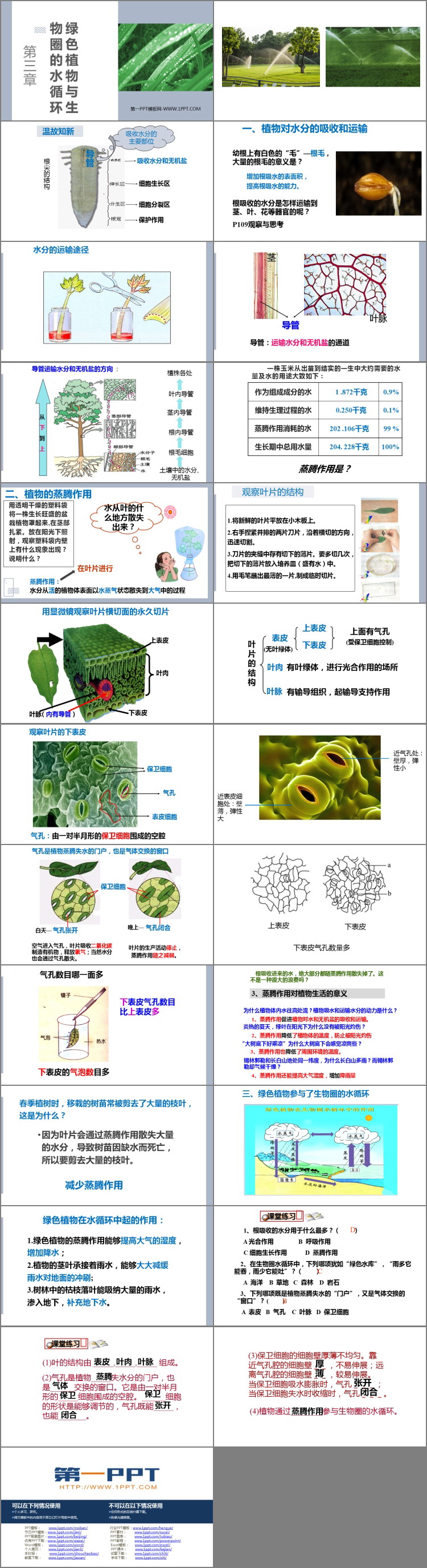 《绿色植物与生物圈的水循环》PPT优秀课件