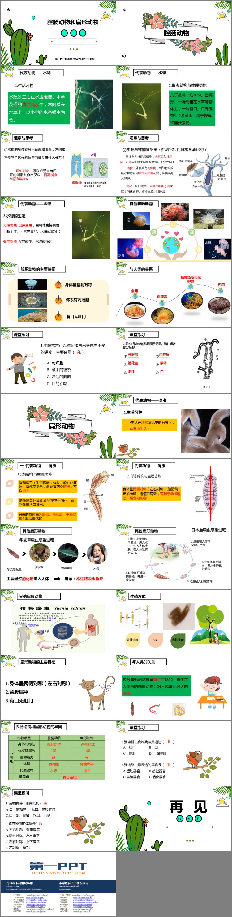 《腔肠动物和扁形动物》PPT免费下载