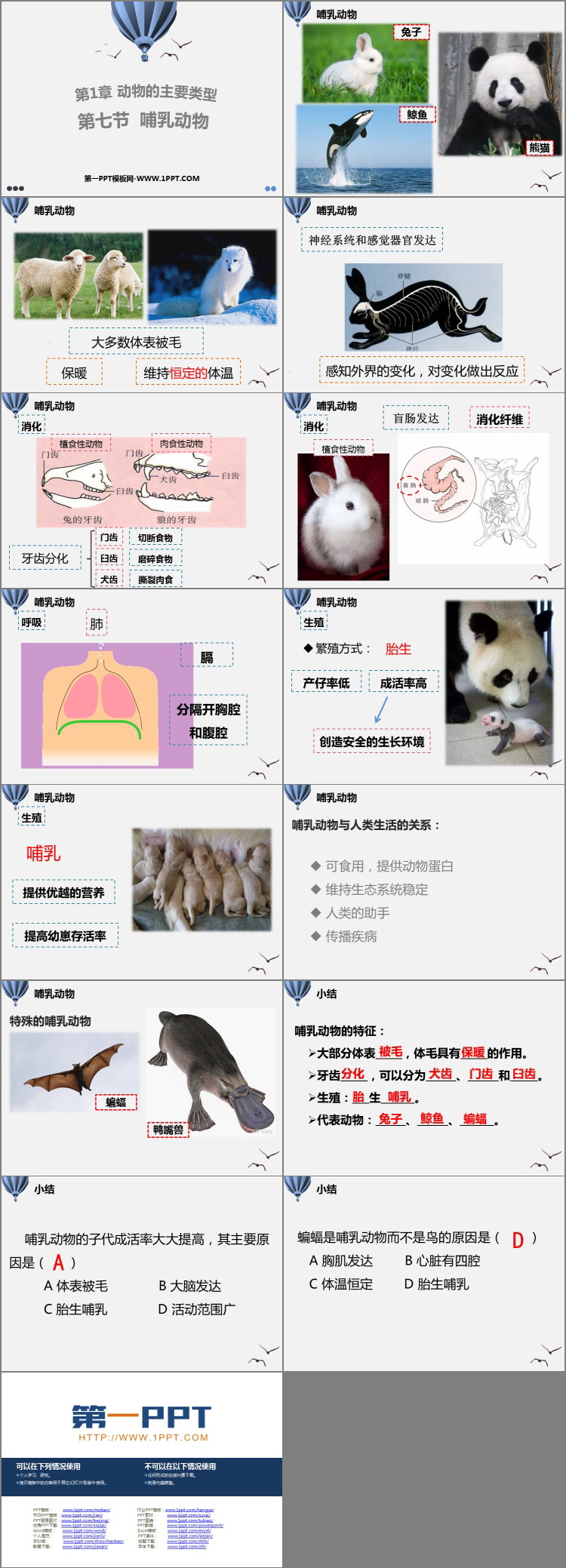 《哺乳动物》PPT优秀课件