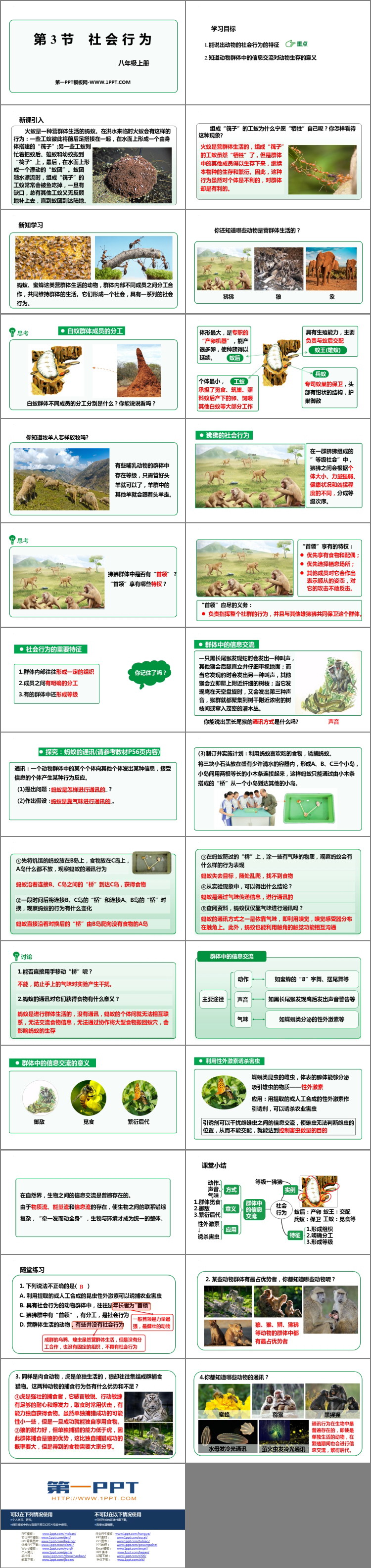 《社会行为》PPT免费课件下载