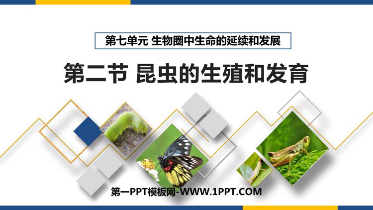 《昆虫的生殖和发育》PPT免费课件下载