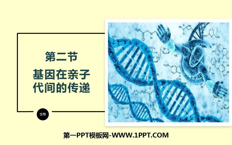 《基因在亲子代间的传递》PPT优秀课件