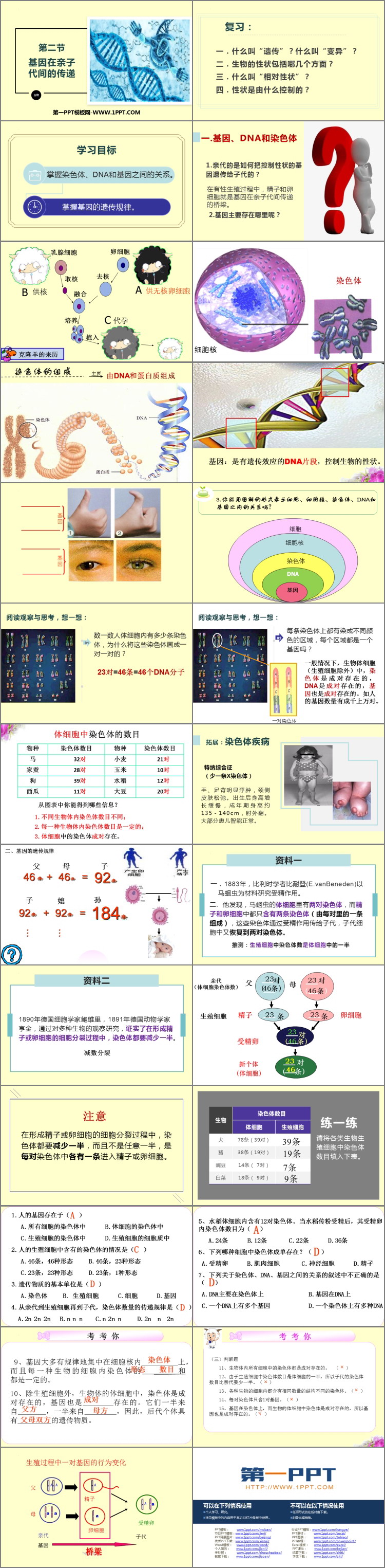 《基因在亲子代间的传递》PPT优秀课件