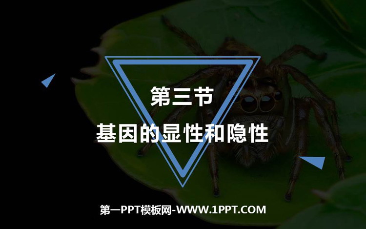 《基因的显性和隐性》PPT精品课件下载