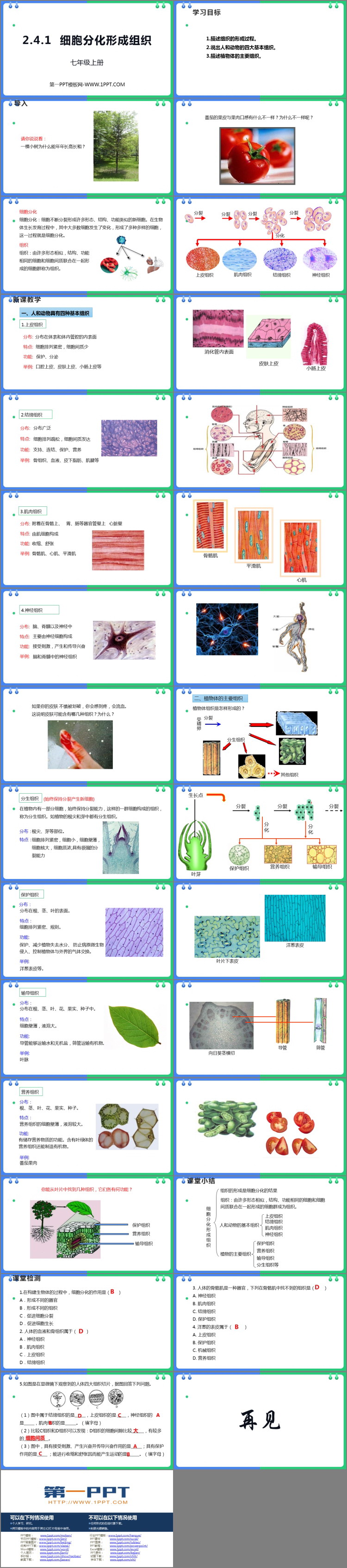 《细胞分化形成组织》PPT精品课件