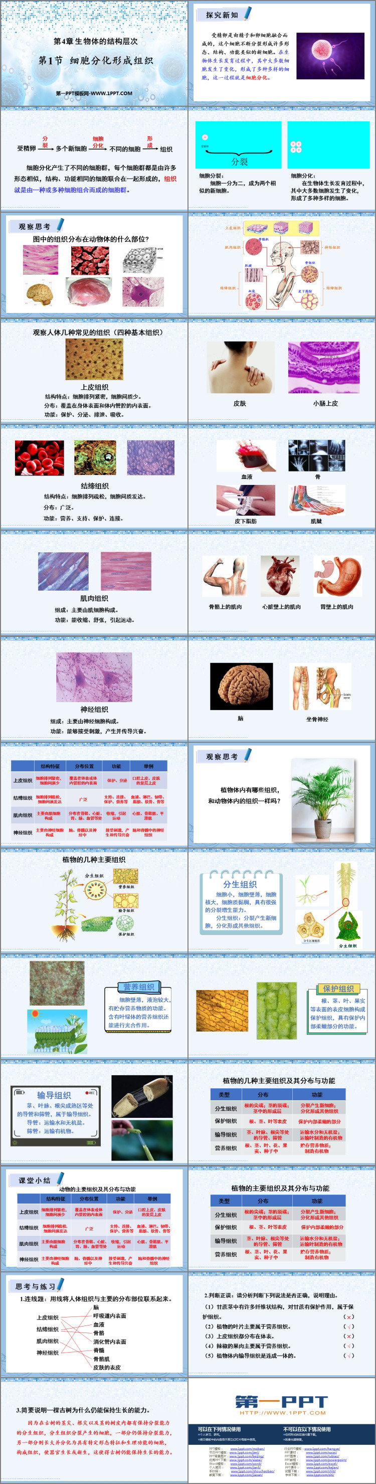 《细胞分化形成组织》PPT优秀课件