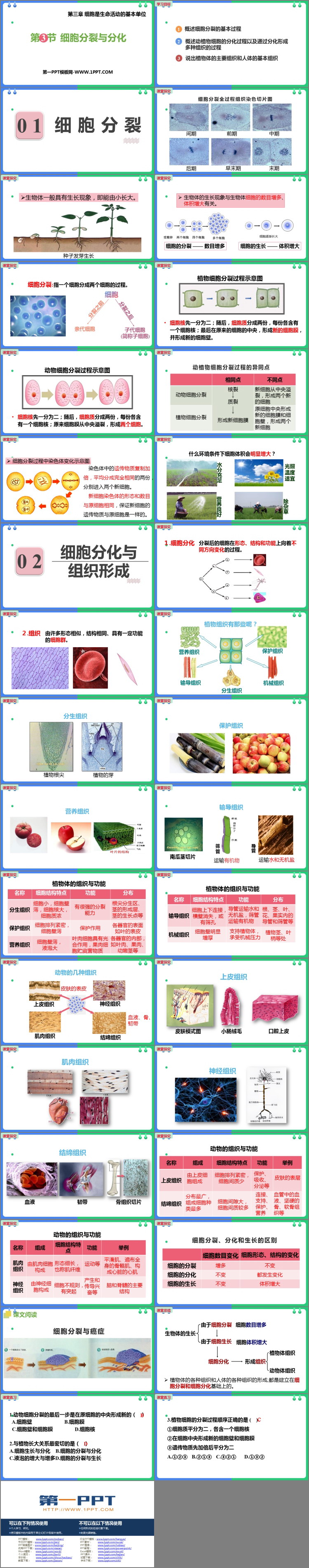 《细胞的分裂与分化》PPT优质课件