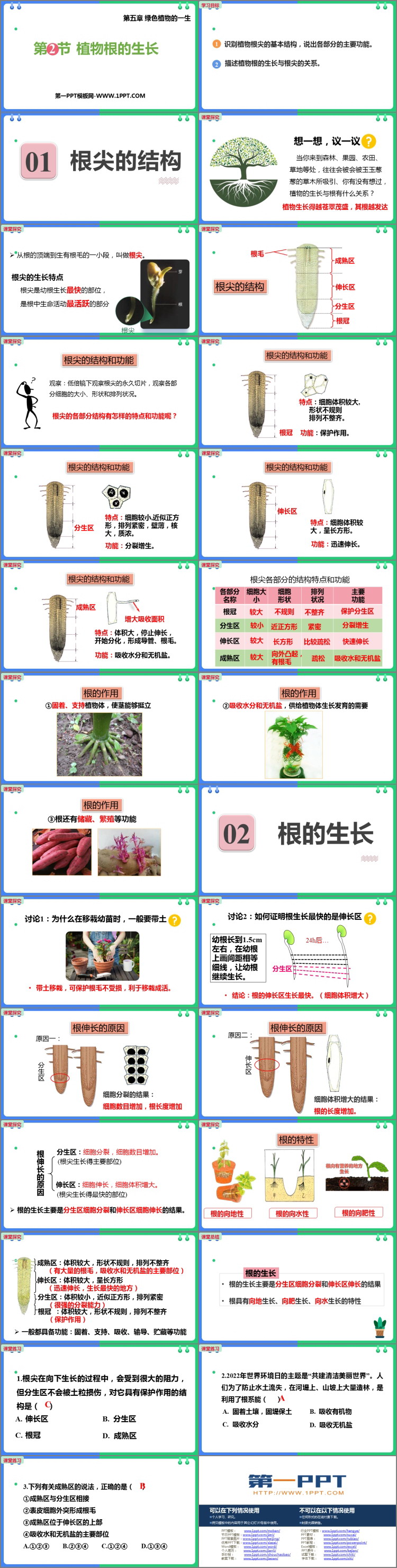 《植物根的生长》PPT优质课件