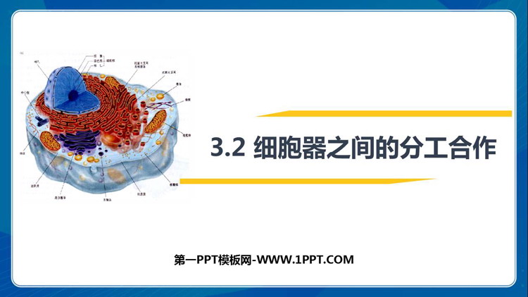 《细胞器之间的分工合作》细胞的基本结构PPT课件下载