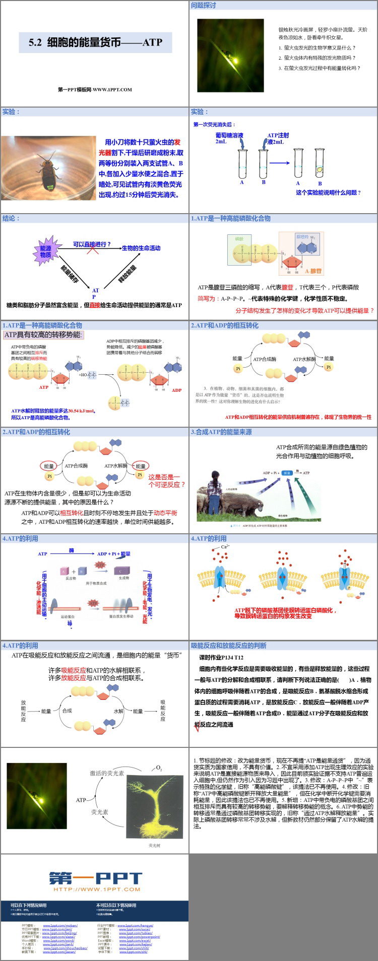 《细胞的能量“货币”ATP》细胞的能量供应和利用PPT下载