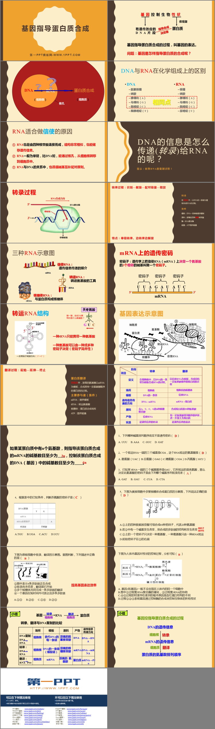 《基因指导蛋白质的合成》基因的表达PPT免费课件