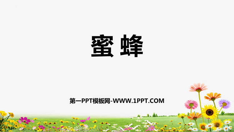 《蜜蜂》PPT免费课件