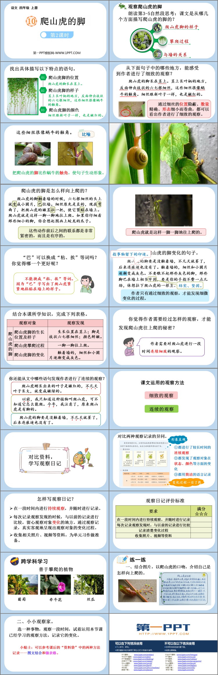 《爬山虎的脚》PPT免费课件(第2课时)