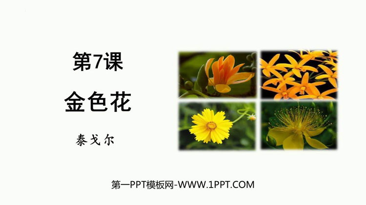 《金色花》散文诗二首PPT免费下载