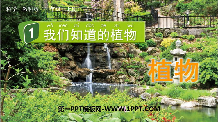 《我们知道的植物》PPT精品课件下载