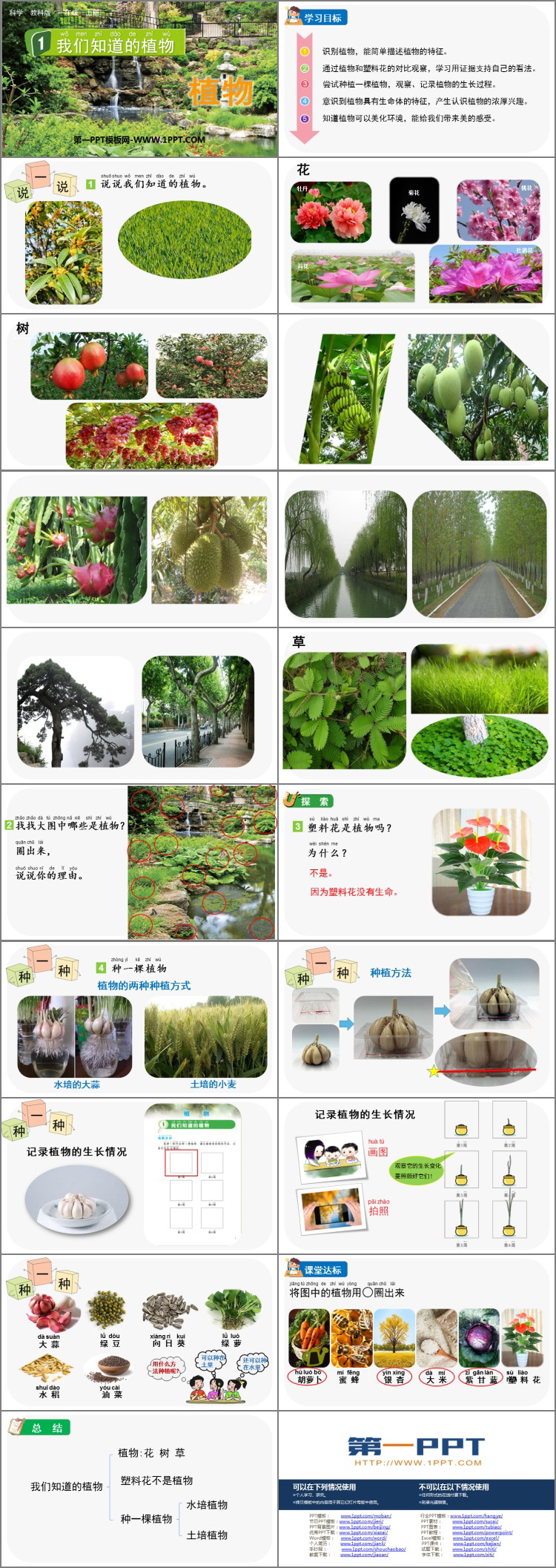 《我们知道的植物》PPT精品课件下载