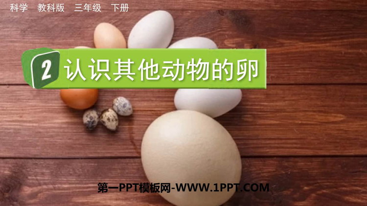 《认识其他动物的卵》PPT精品课件