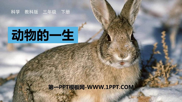 《动物的一生》PPT优质课件