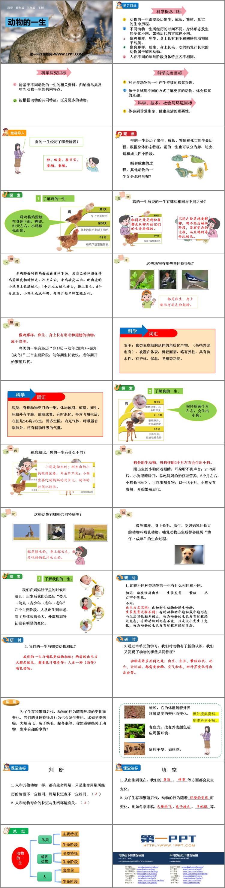 《动物的一生》PPT优质课件