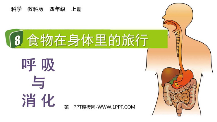 《食物在身体里的旅行》PPT教学课件