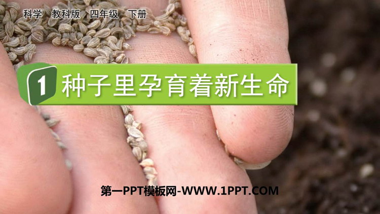 《种子里孕育着新生命》PPT下载