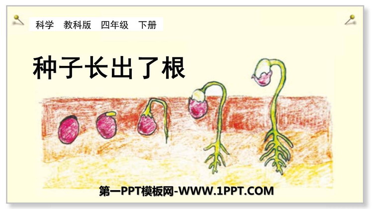 《种子长出了根》PPT教学课件