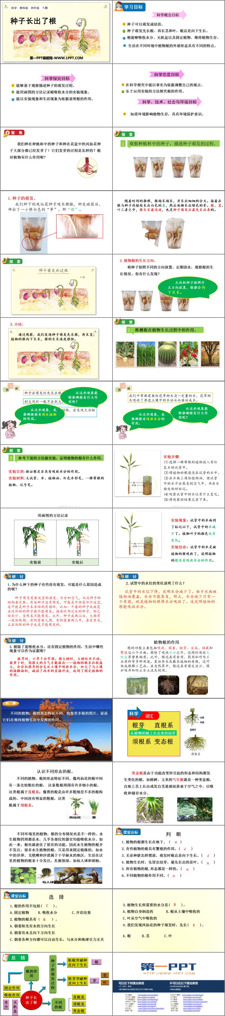 《种子长出了根》PPT教学课件