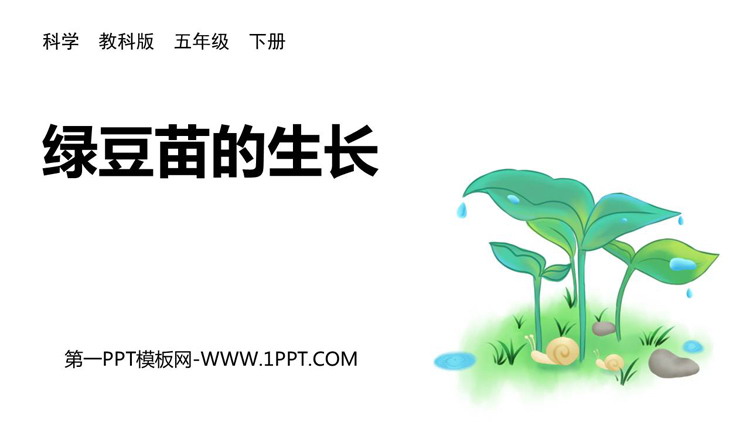 《绿豆苗的生长》PPT下载