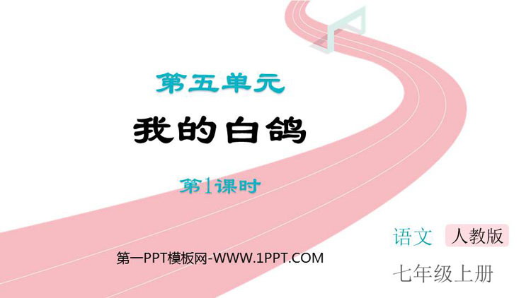 《我的白鸽》PPT课件(第1课时)
