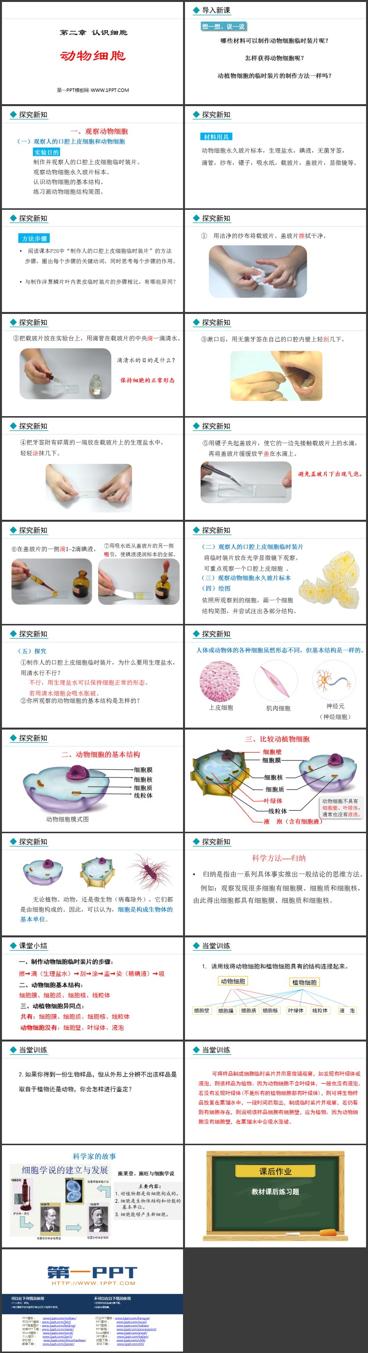 《动物细胞》PPT优质课件下载