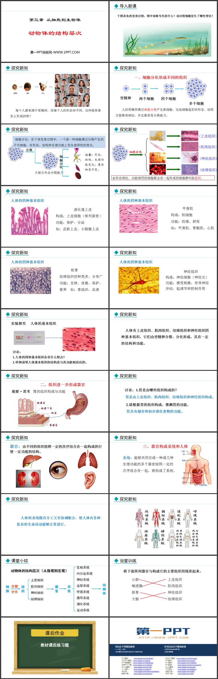 《动物体的结构层次》PPT优质课件下载