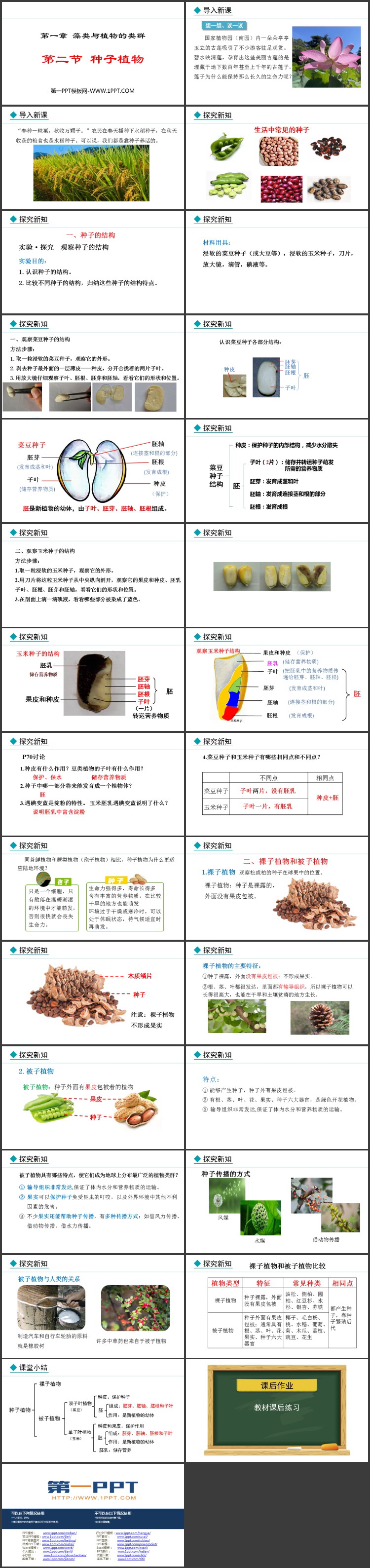 《种子植物》PPT精品教学课件