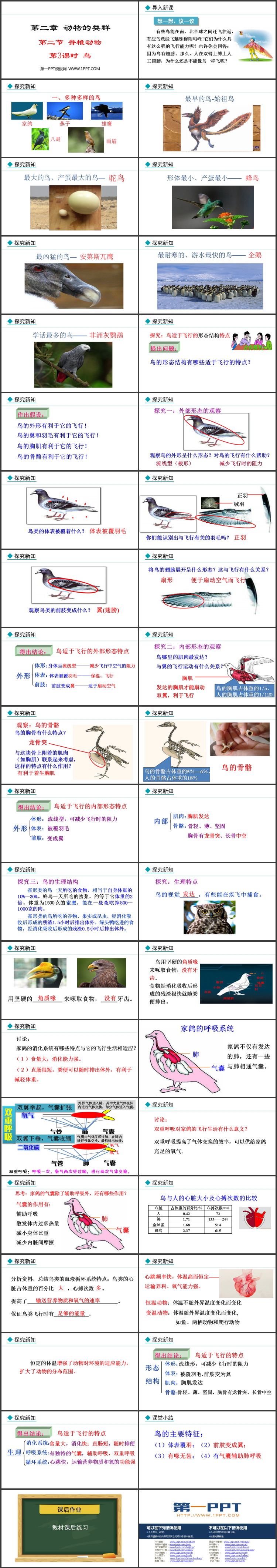 《鸟》脊椎动物PPT课件